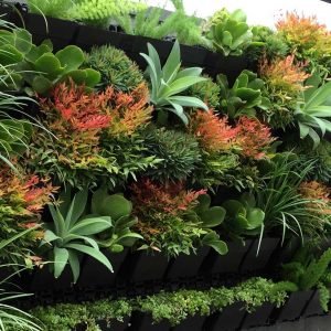 Растения за живи стени