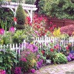 Как да поддържаме цветната градина през високите летни температури