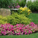 Как да поддържаме цветната градина през високите летни температури