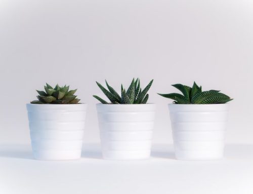 Houseplants suitable for home and office