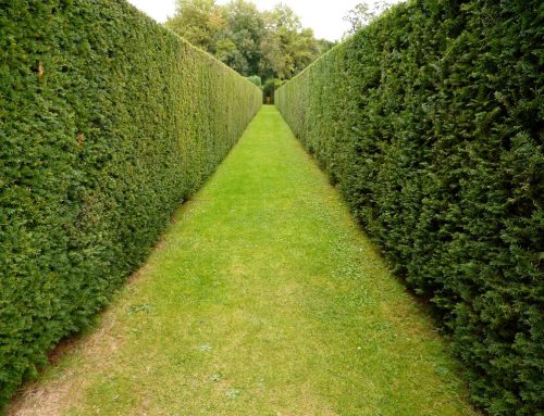 Why plant a hedge?