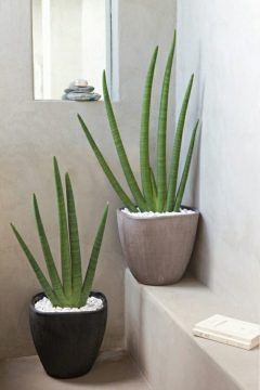 feng-shui-houseplants-asian-style-living-ideas-aloe-vera-potted-plants
