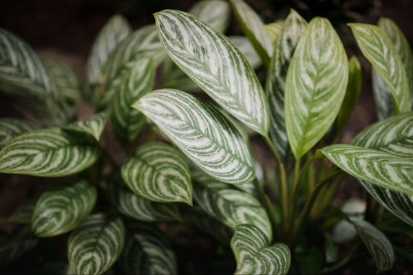 Листата на растението Марант - Maranta leuconeura