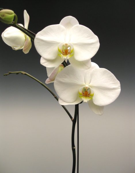 отглеждане на орхидея