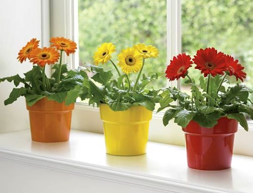 Каква грижа изискват цветята у дома през зимата?