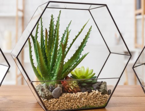 Флорариум  – приказна градина в стъклен съд (+ как да си направим у дома)