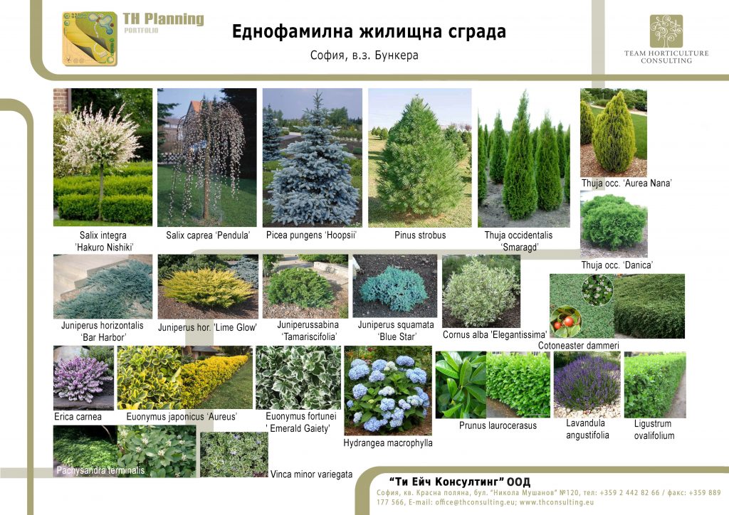 Декоративна растителност - Ландшафтно проектиране