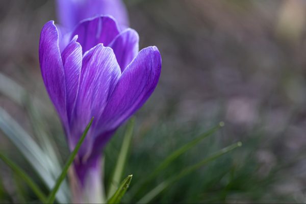 image1 Изображението представя шафран.