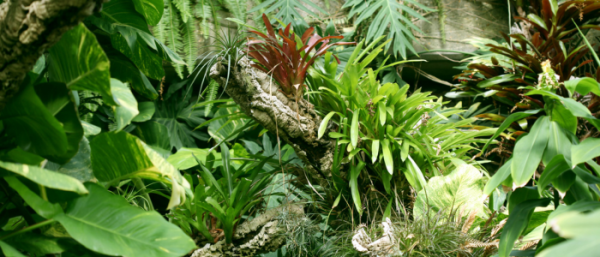 тропическите растения